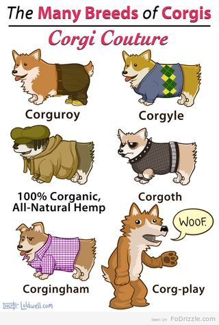Illustration for article titled There's A Corgi Out There For You
